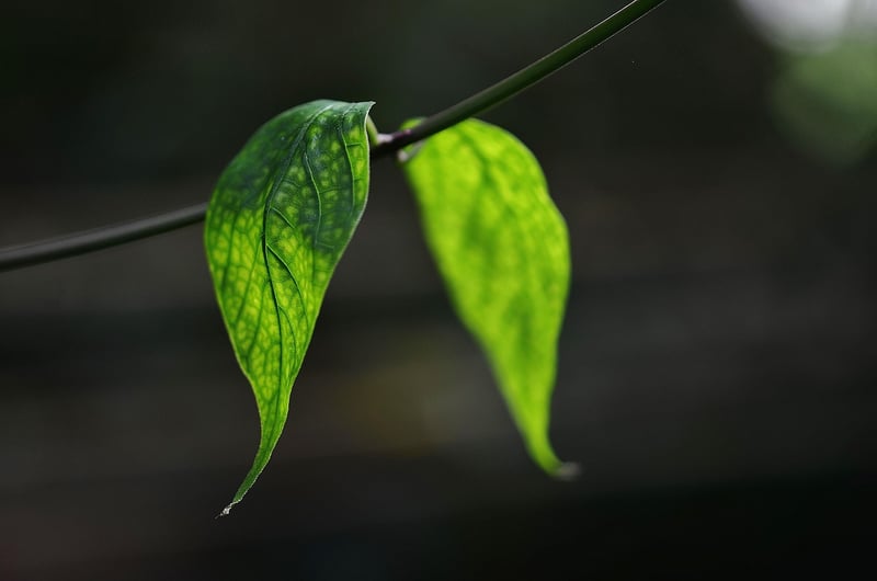Native Plants